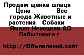 Продам щенка шпица.  › Цена ­ 15 000 - Все города Животные и растения » Собаки   . Ямало-Ненецкий АО,Лабытнанги г.